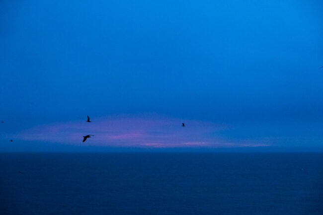 fine art landscape photo of sunset with blue and pink with silhouette of birds flying