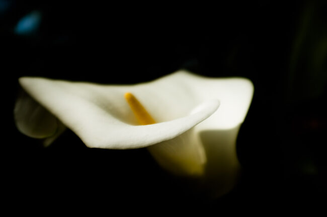 fine art photography prints - ethereal image of arum lilly