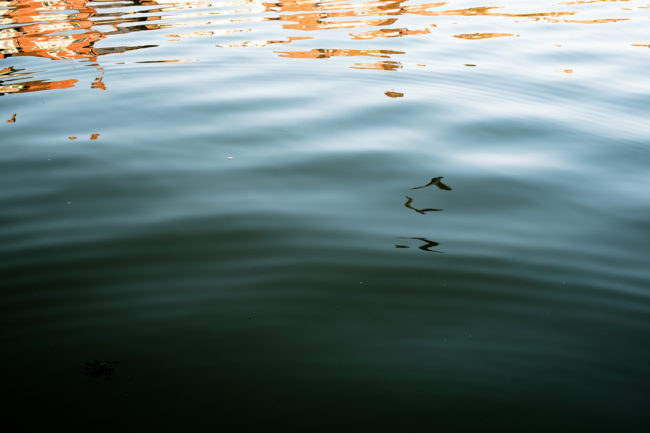 reflection of a seagull in the harbour at Whitby