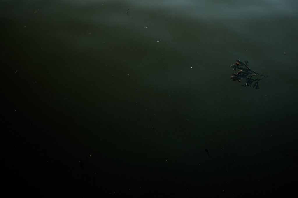 seaweed floating in green blue sea at Whitby North Yorkshire