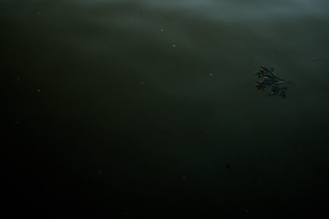 seaweed floating in green blue sea at Whitby North Yorkshire