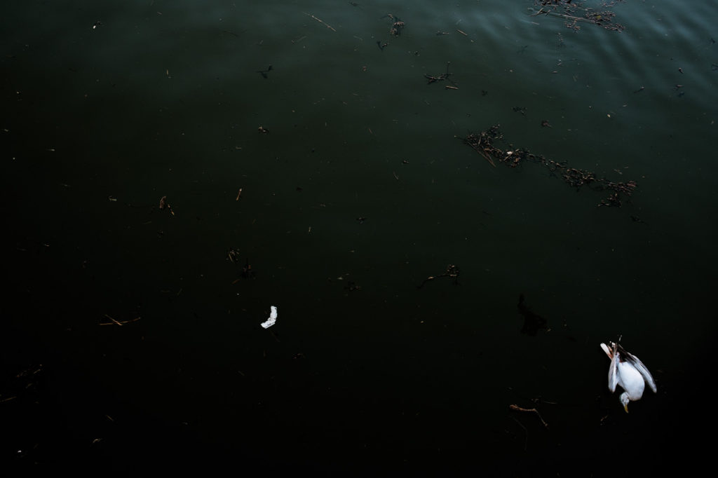 dead seagull floating in the sea at Whitby