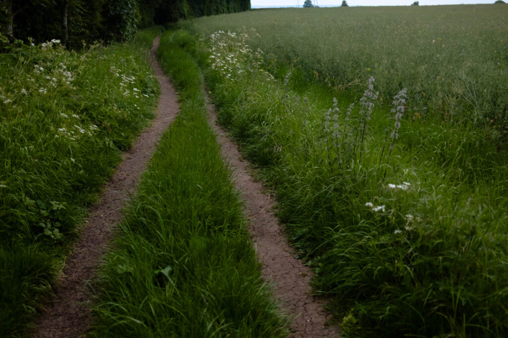 Photographic work exploring trespass and right to roam North Yorkshire. trackway into the woods