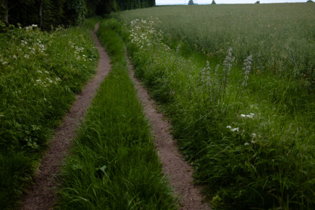 Photographic work exploring trespass and right to roam North Yorkshire. trackway into the woods