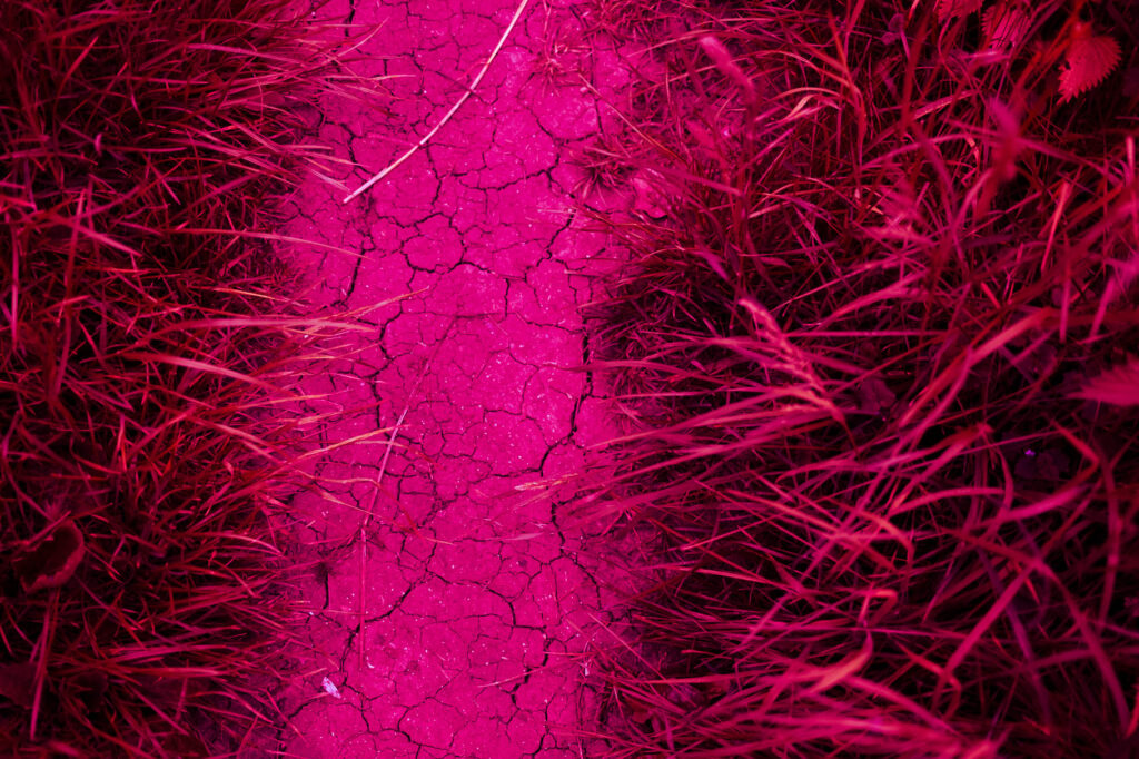 Photographic work exploring trespass and right to roam North Yorkshire. Unnatural pink image of cracked earth