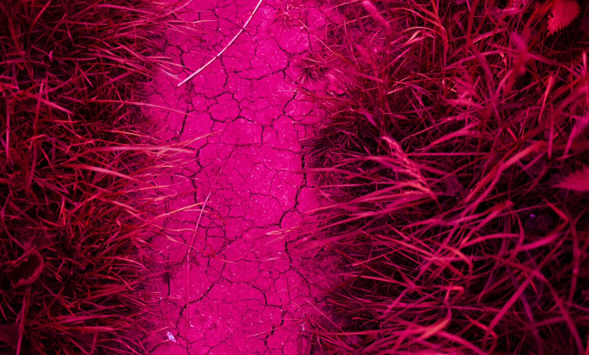 Photographic work exploring trespass and right to roam North Yorkshire. Unnatural pink image of cracked earth