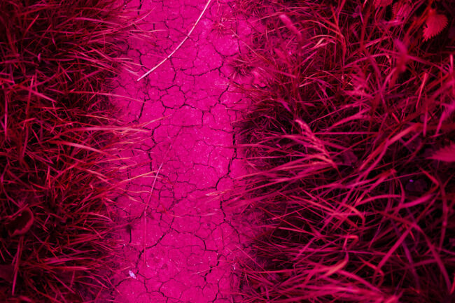 Photographic work exploring trespass and right to roam North Yorkshire. Unnatural pink image of cracked earth