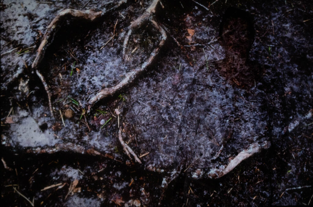 Photographic work exploring trespass and right to roam North Yorkshire. woman hidden within projected image of the ground and tree roots