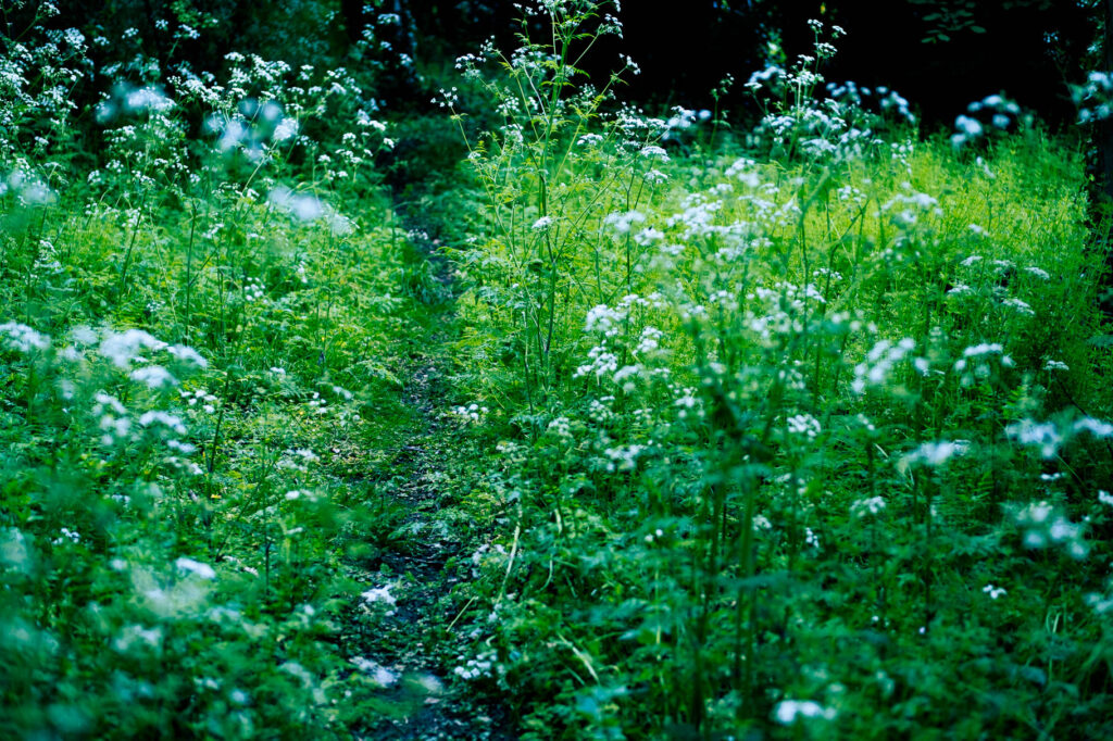 Photographic work exploring trespass and right to roam North Yorkshire. hazy woodland with white flowers and over-saturated greens